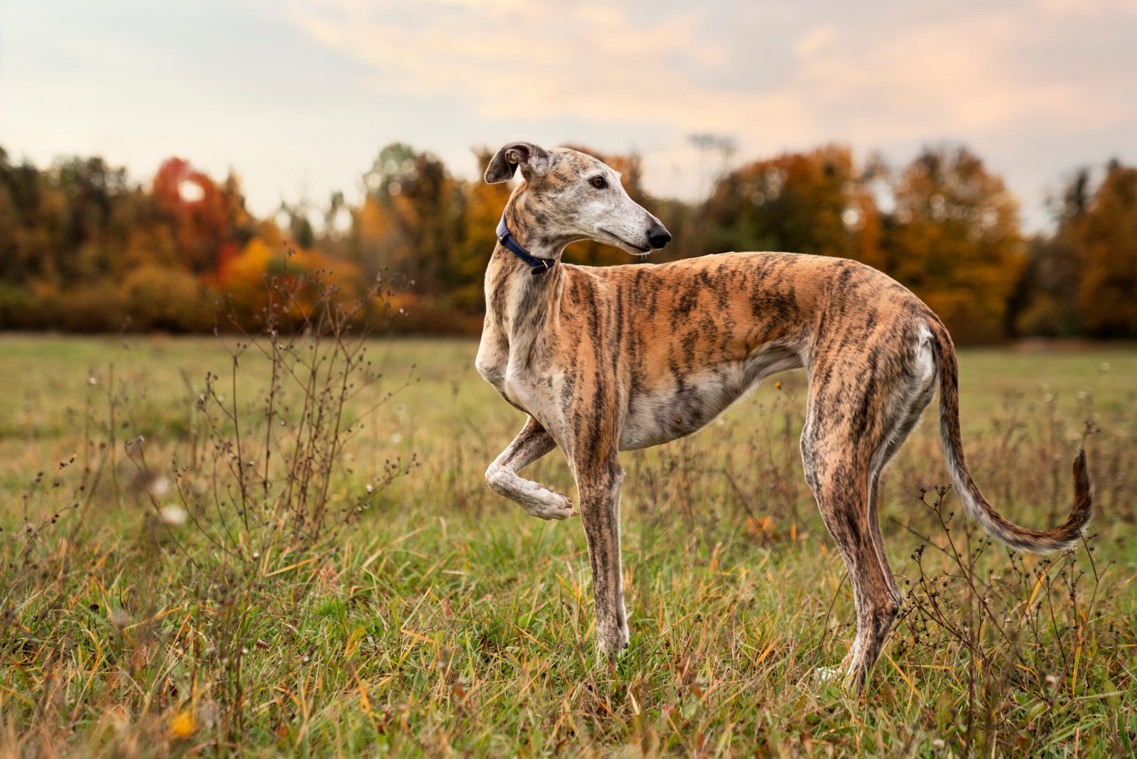 Whippet