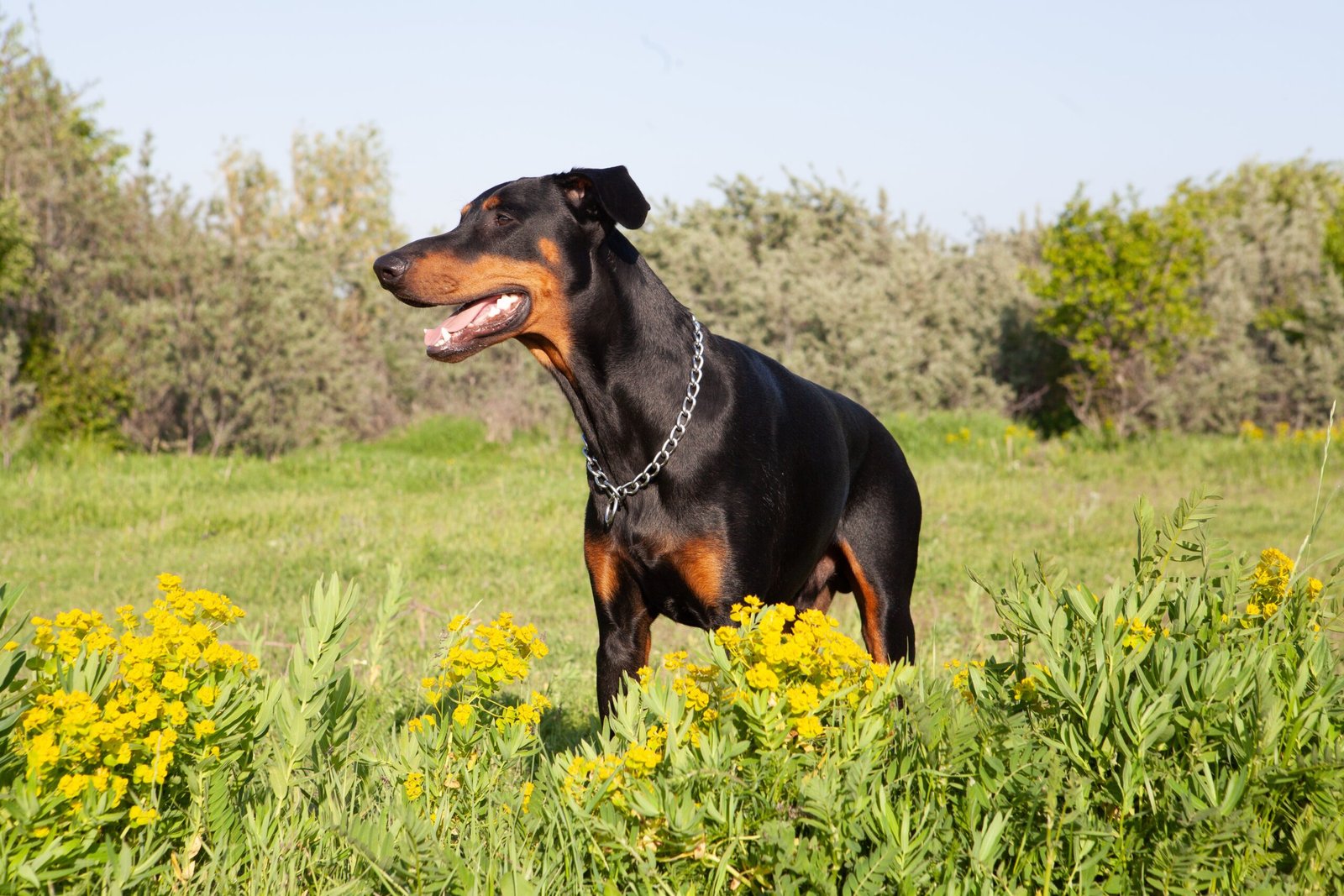 Dobermann